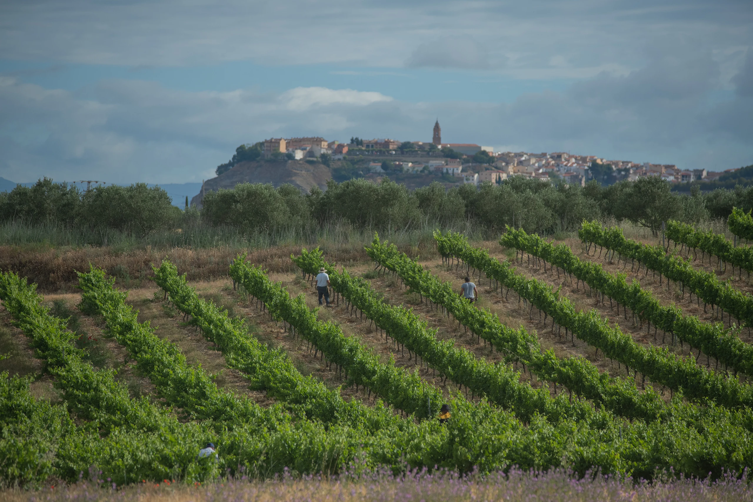 Bodega y Vi&ntilde;edos Alconde