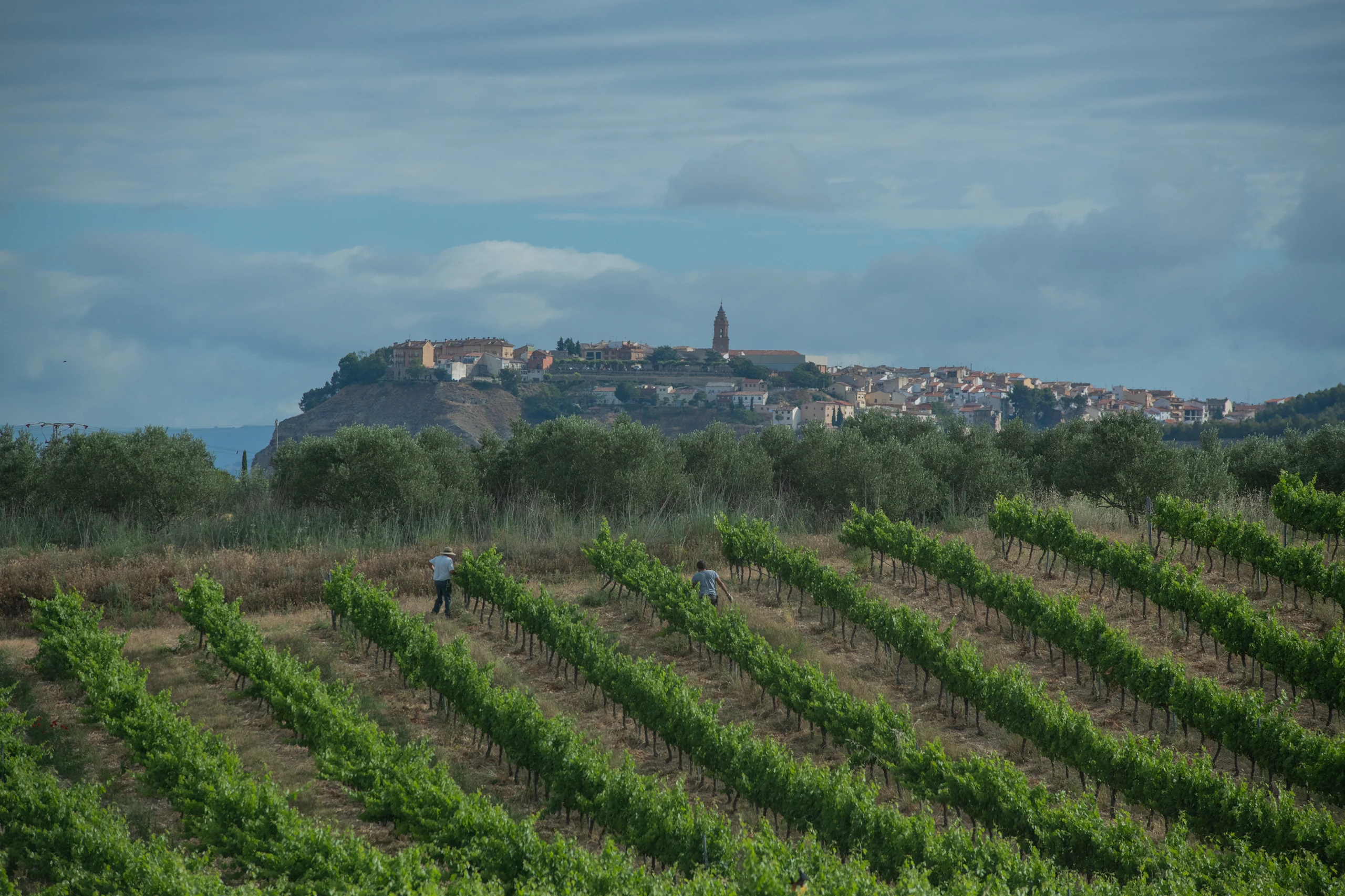 Foto 7 - Bodega y Vi&ntilde;edos Alconde