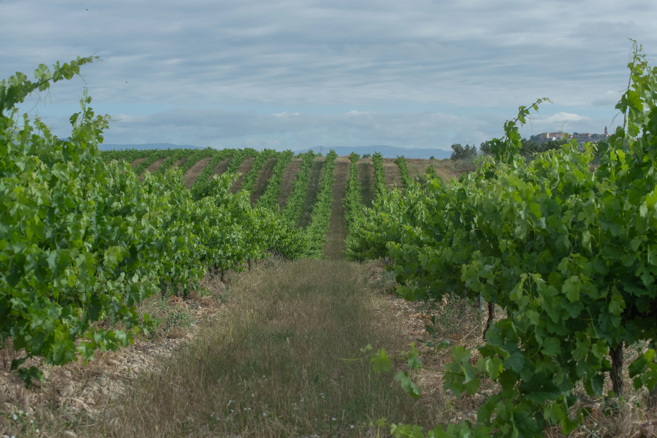 Foto 8 - Bodega y Vi&ntilde;edos Alconde