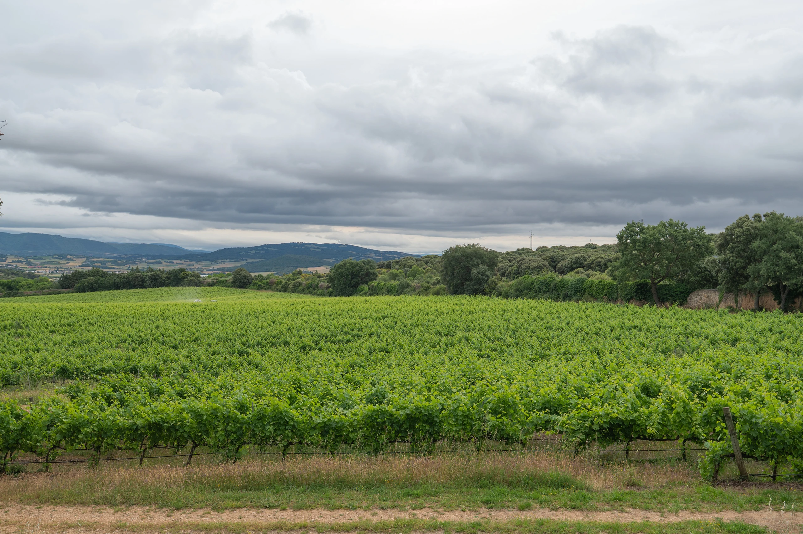 Foto 1 - Bodegas Pago de Larrainzar
