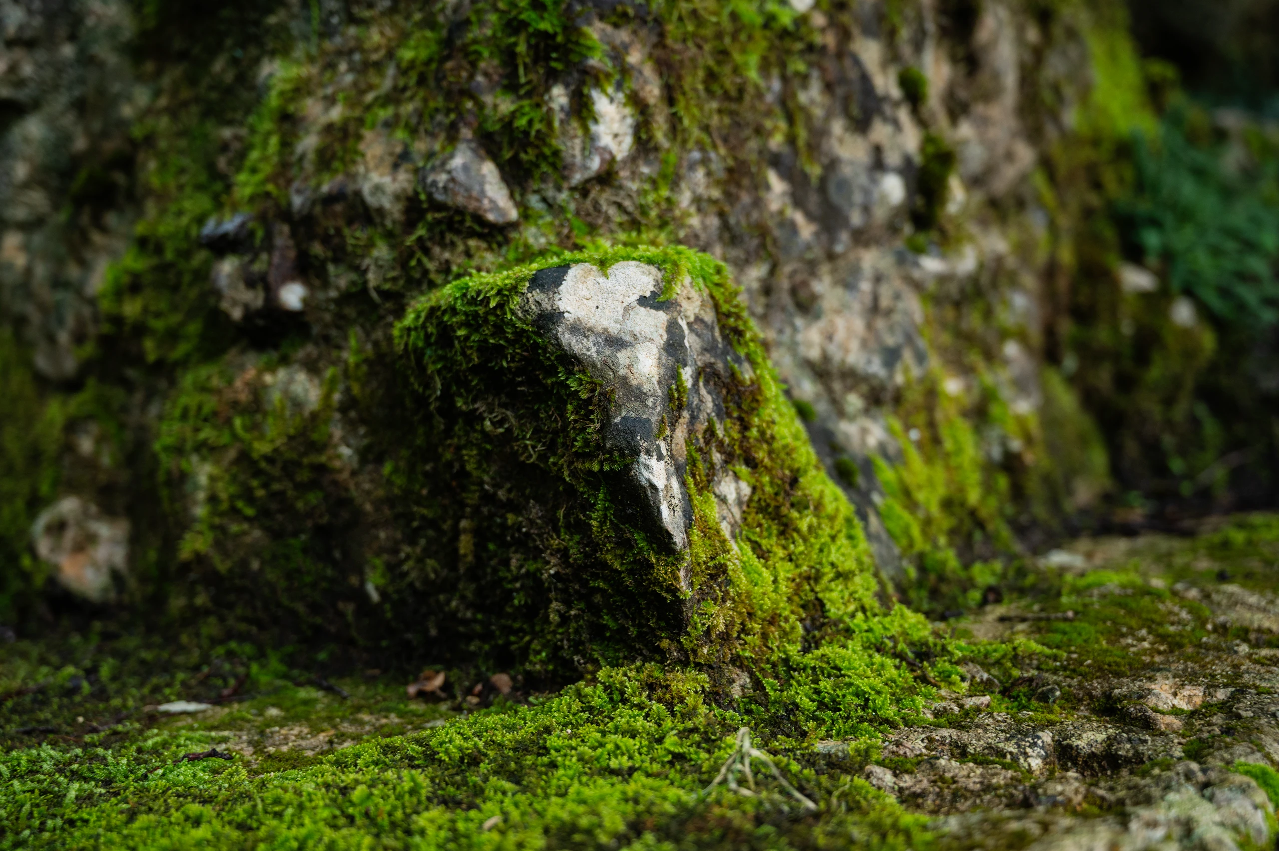 Entorno natural acondicionado