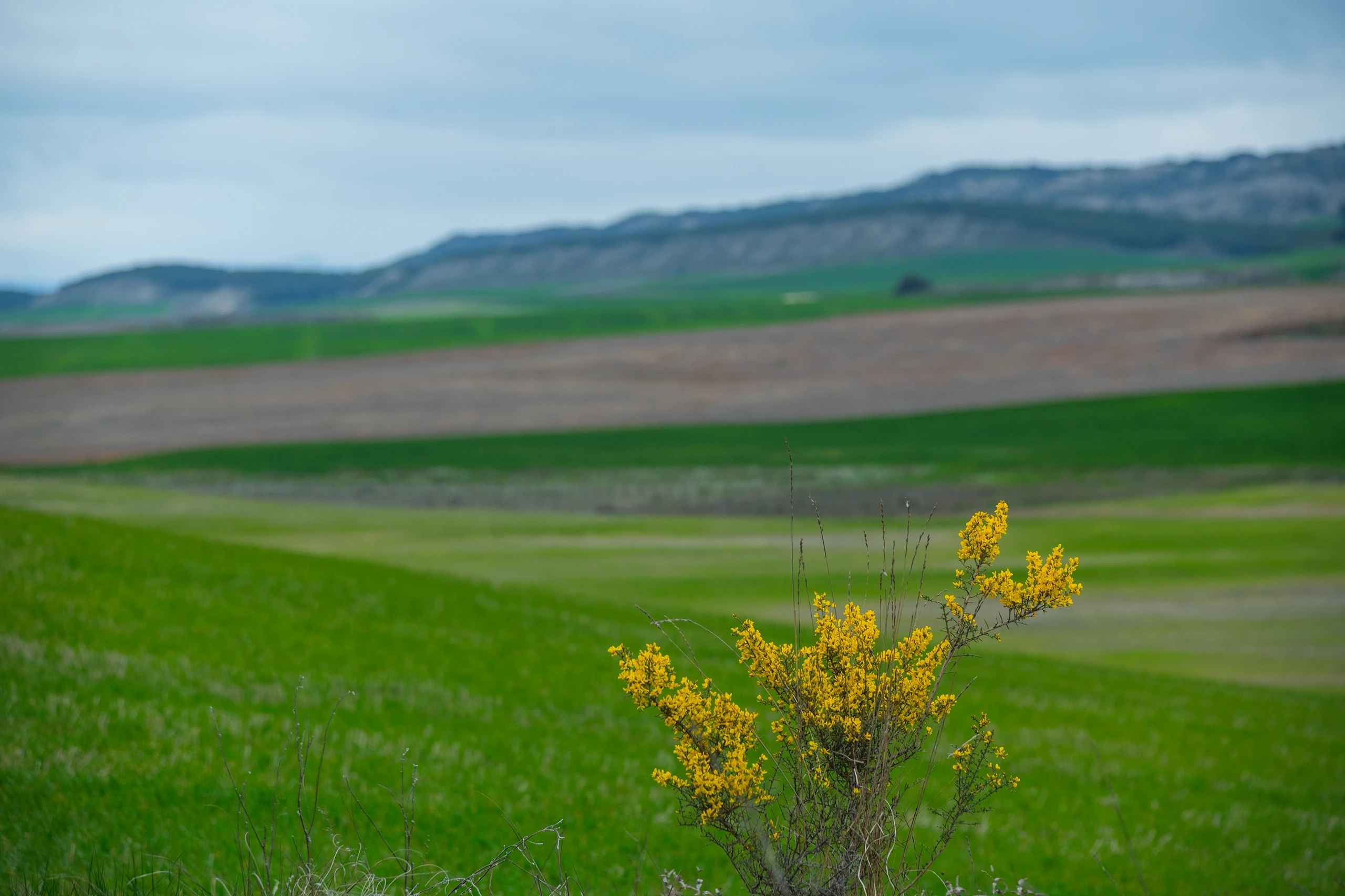 Foto 1 - Pinares de Ler&iacute;n